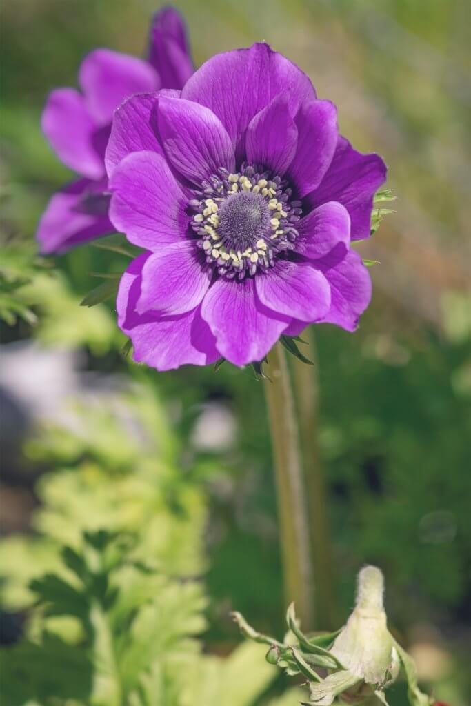 Anemone Coronaria Violett