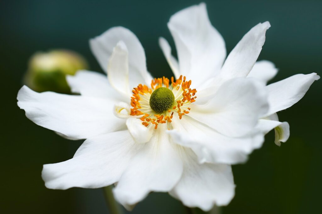 Weiße Anemone