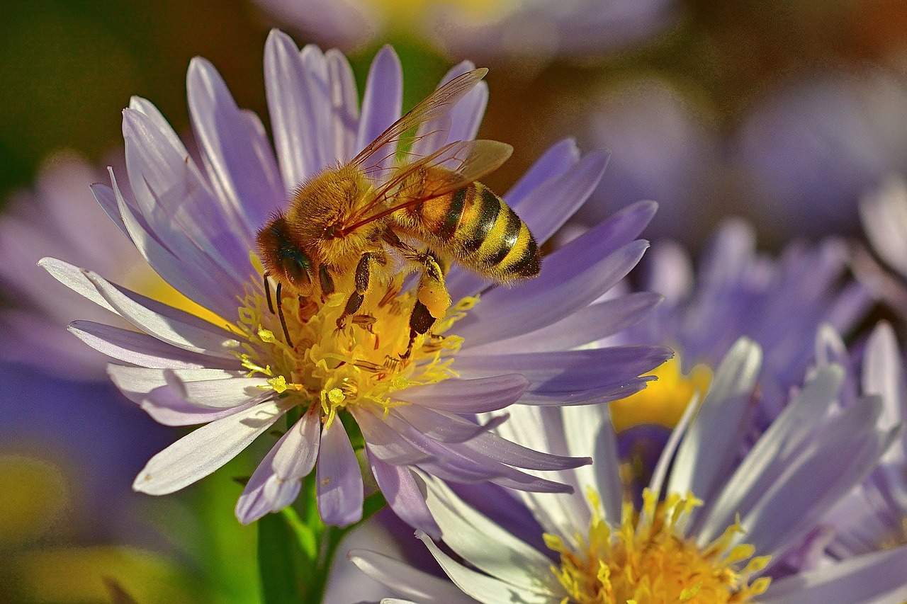 Dauerblüher für den Garten – Farbenpracht bis spät in den Herbst