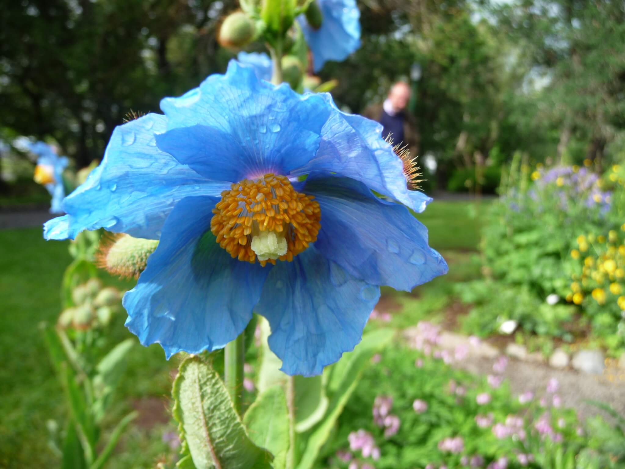 Blumen Mohn Blau