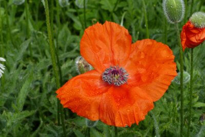 Blumen Mohn Rot