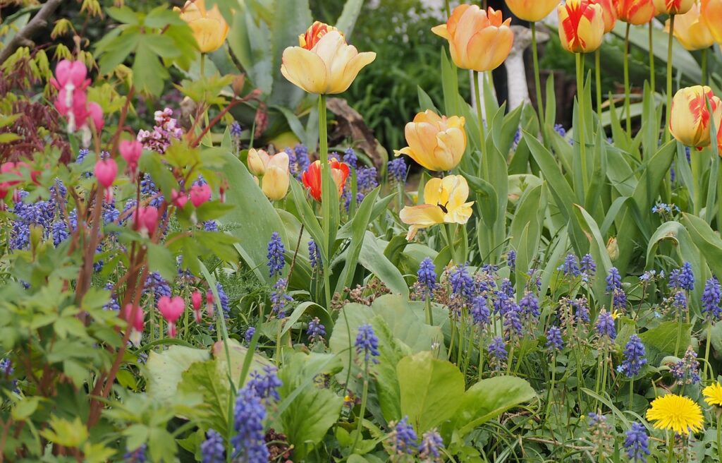 Bunte Zwiebelblumen im Garten