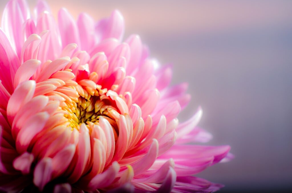 Chrysanthemenblüte pink