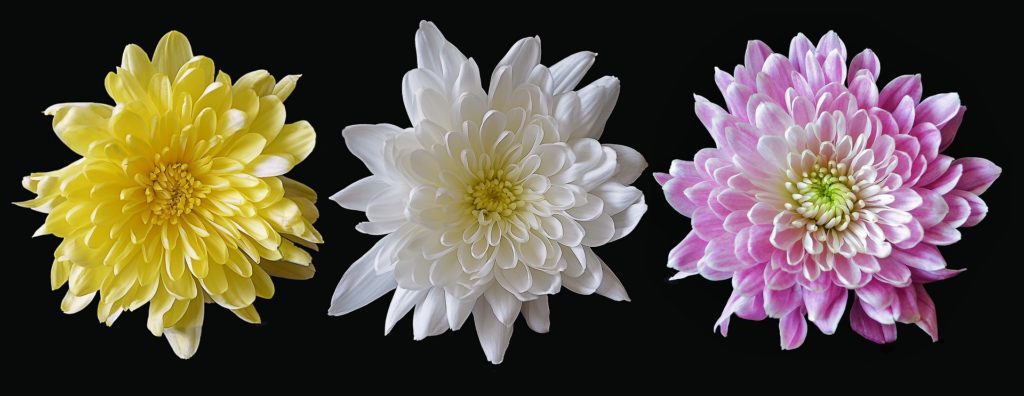 Chrysanthemen In Drei Farben