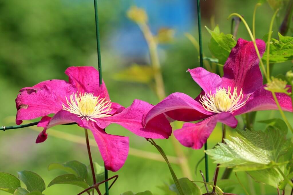 Clematis Blueten Pink