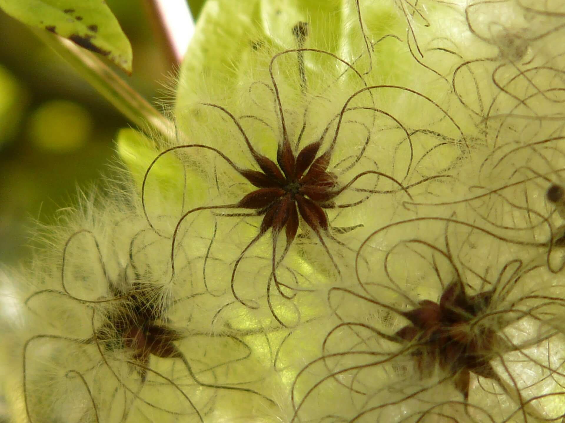 Clematis Fruchtstaende