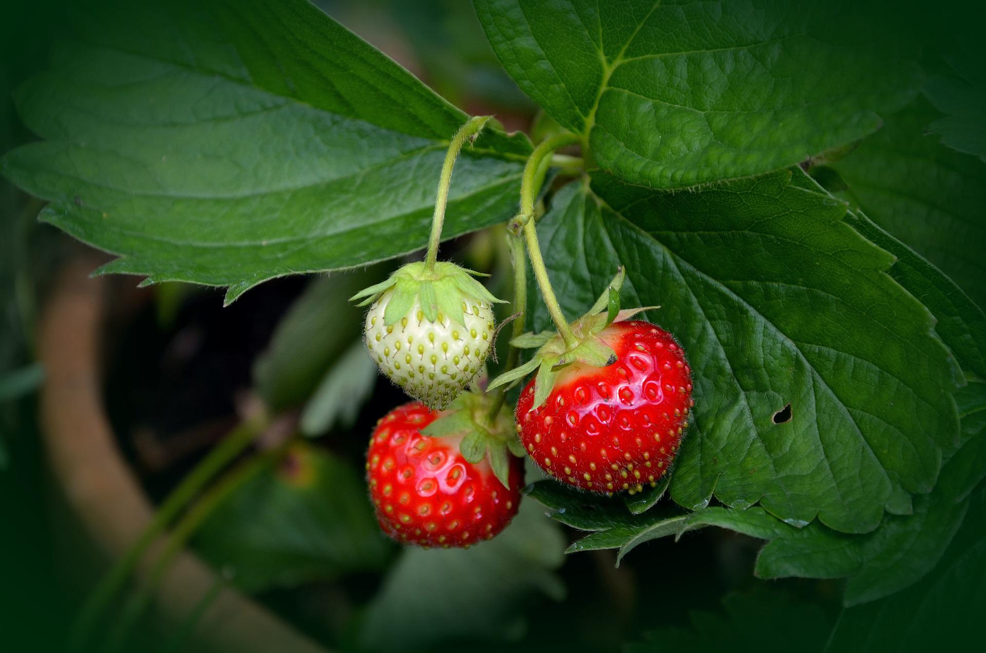 eigene Erdbeeren Garten Balkon