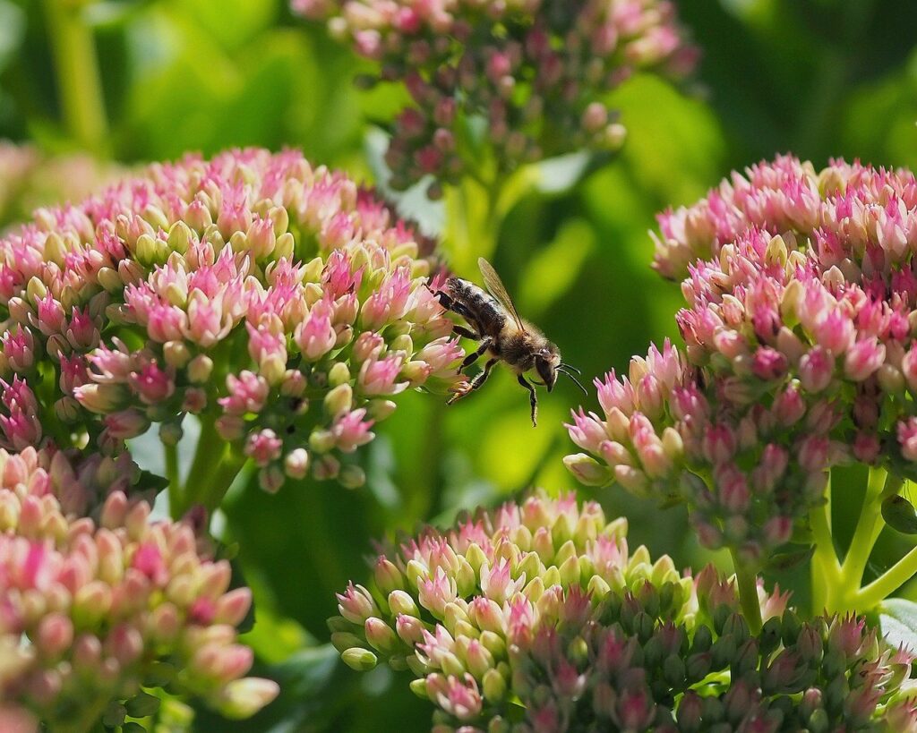 Fetthenne Sedum blüht