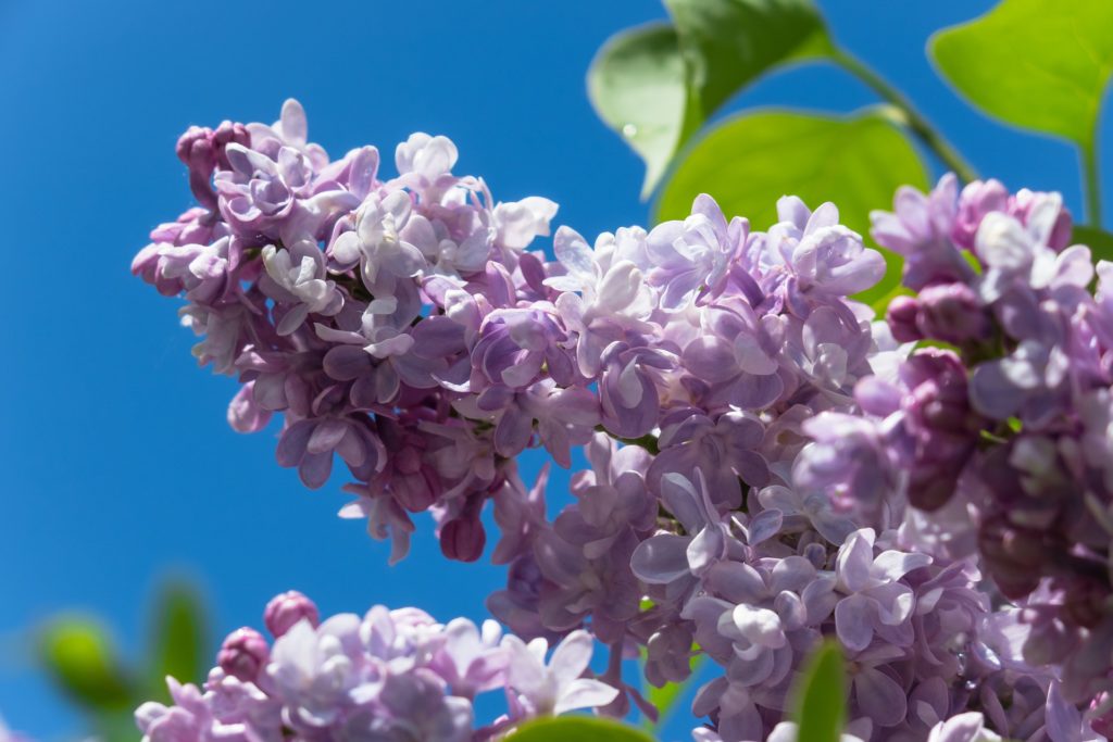 Fliederblüte