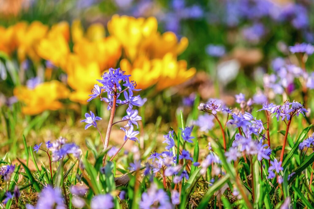 Hasenglöckchen und Krokus im Garten