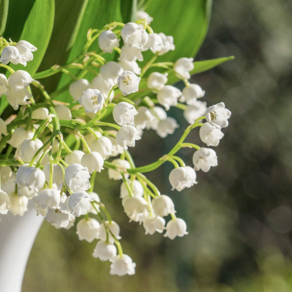 Maiglöckchen Blüten