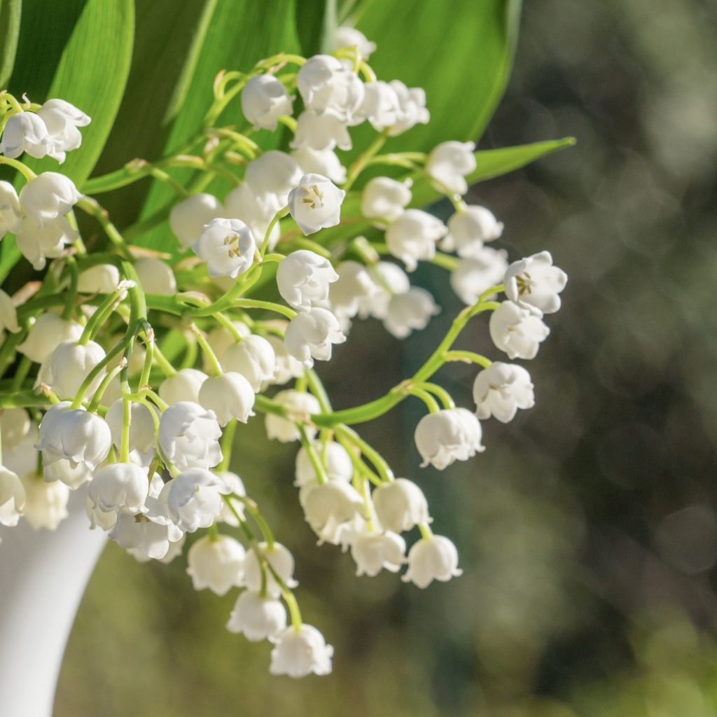 Maiglöckchen Blüten