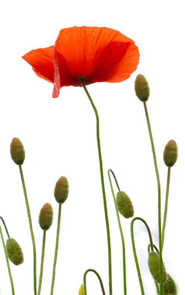 Wildwiese im Garten Die Mohnblume BlumenNews by webnatur.de