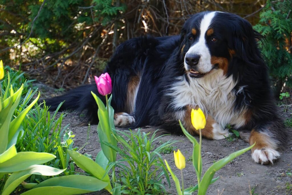 Oase im eigenen Garten auch für Tiere