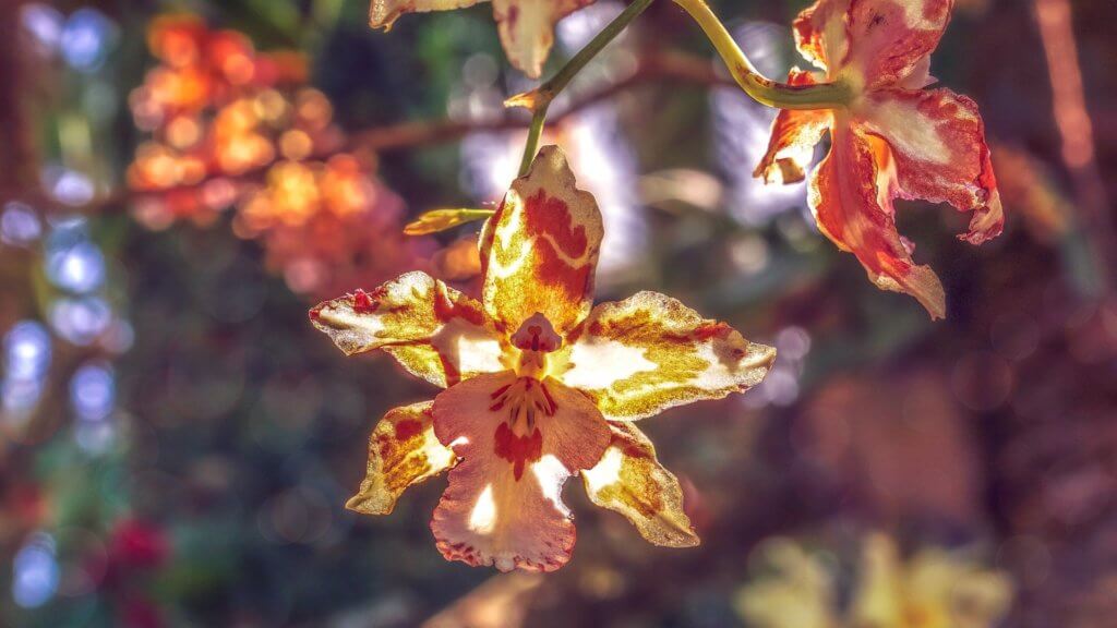 Orchidee Braun Interessante Maserung