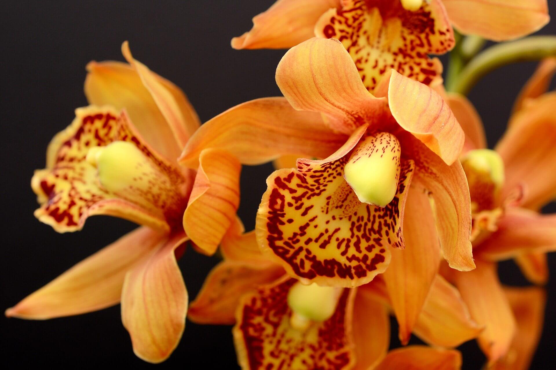 Orchidee Cymbidium Orange