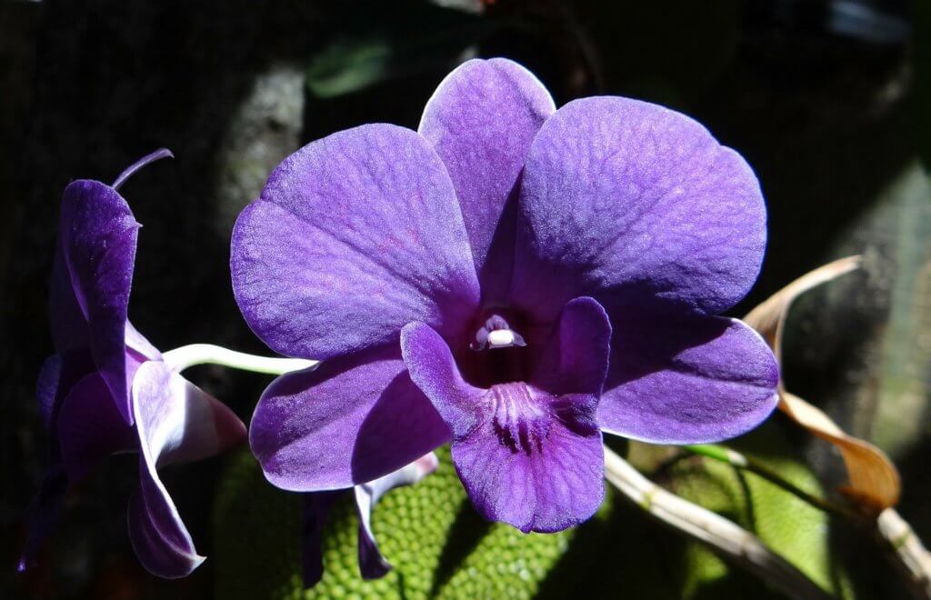 Orchidee Dendrobium Violett