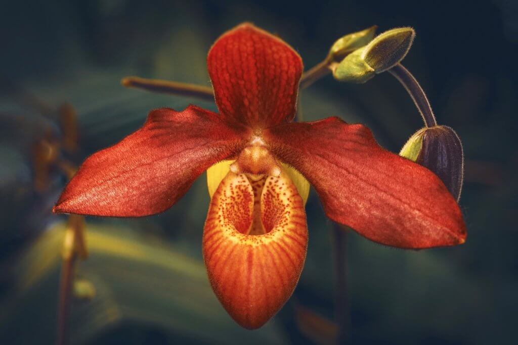 Orchidee Frauenschuh Braun Orange