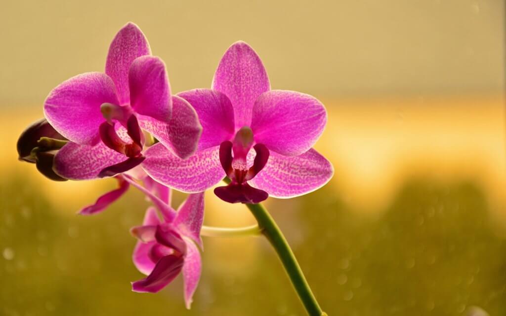 Orchidee Pink Schmetterlingsorchidee