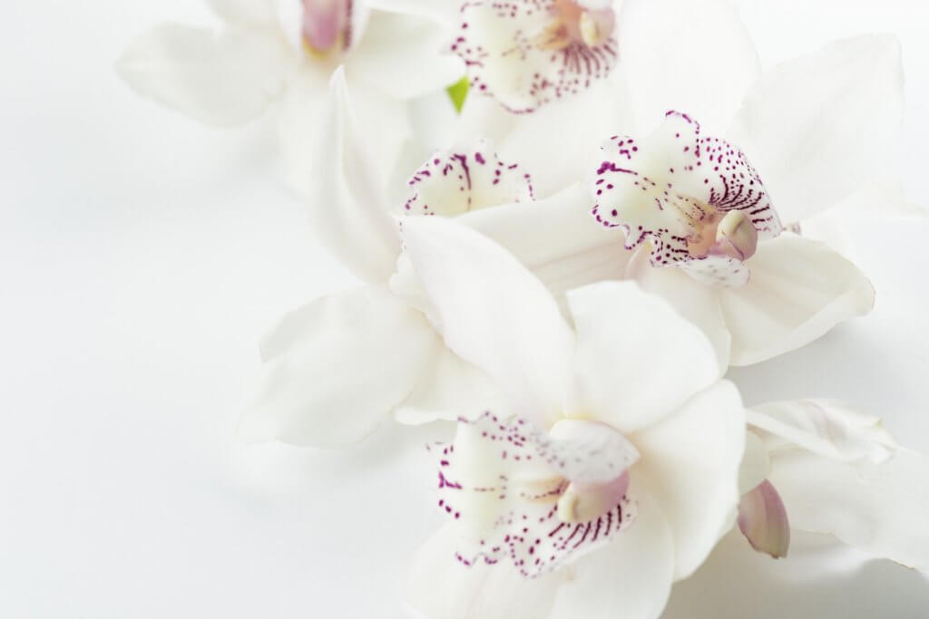 Orchidee Weiss Violette Zeichnung