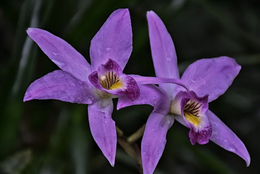 Orchideenblueten Violett Mit Gelbem Auge
