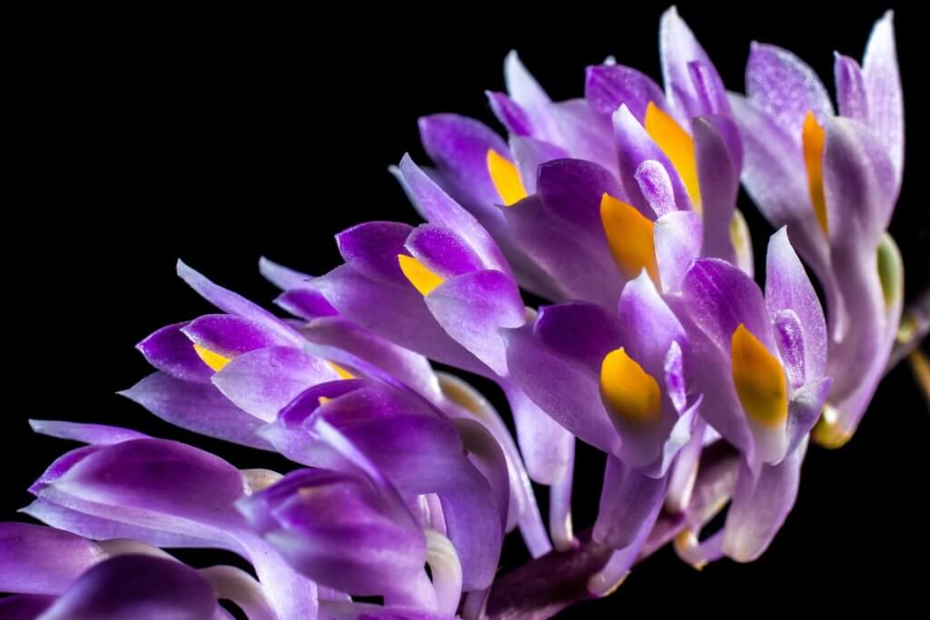 Orchideenblueten Violett Rispe