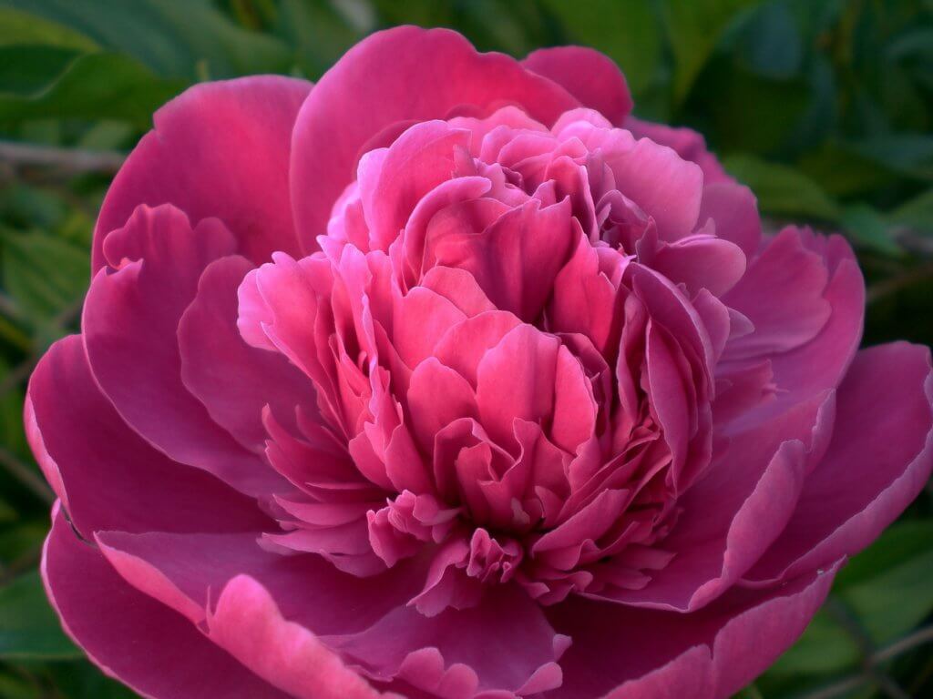 Paeonia Pink