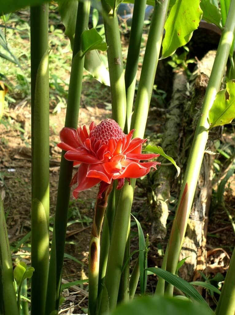 Protea Pflanze