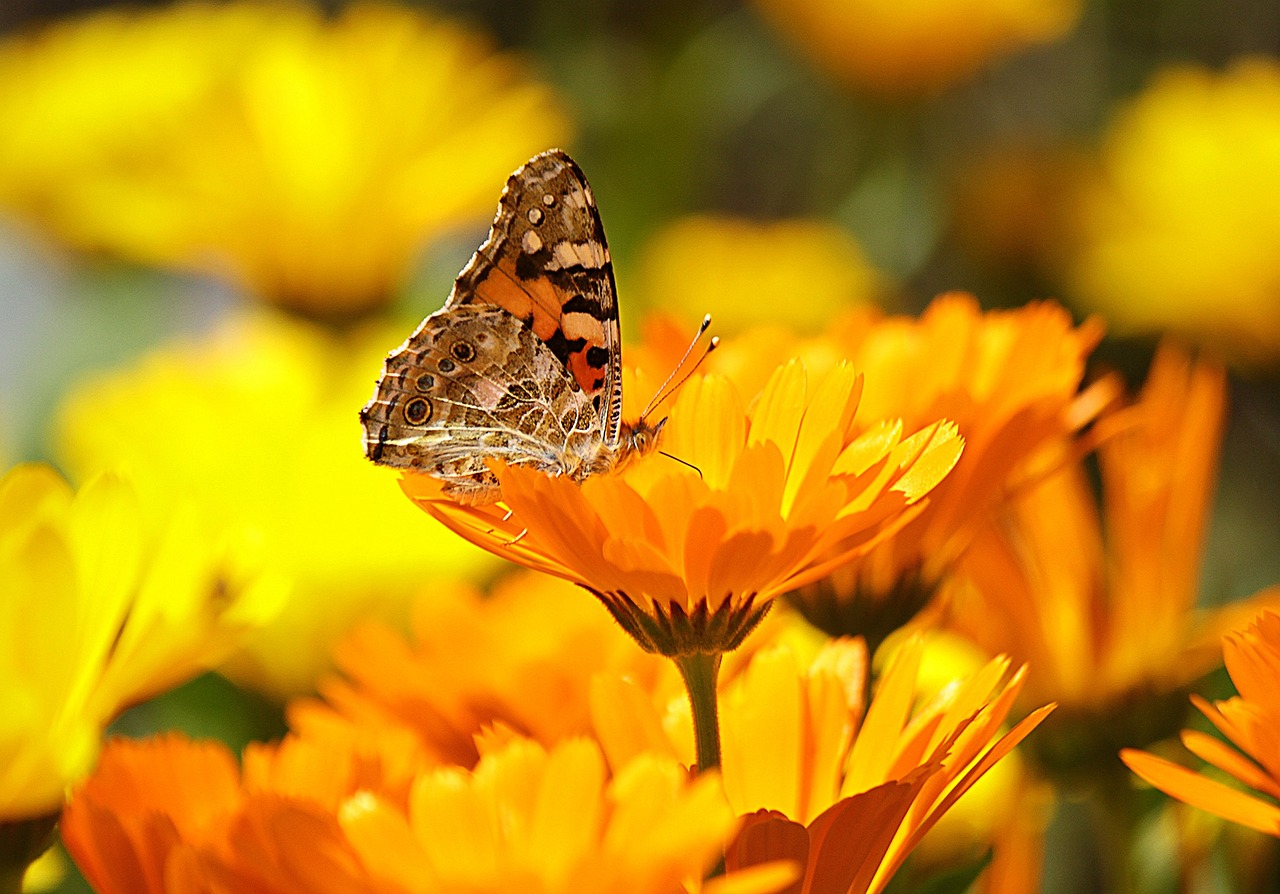 Ringelblume mit Schmetterling