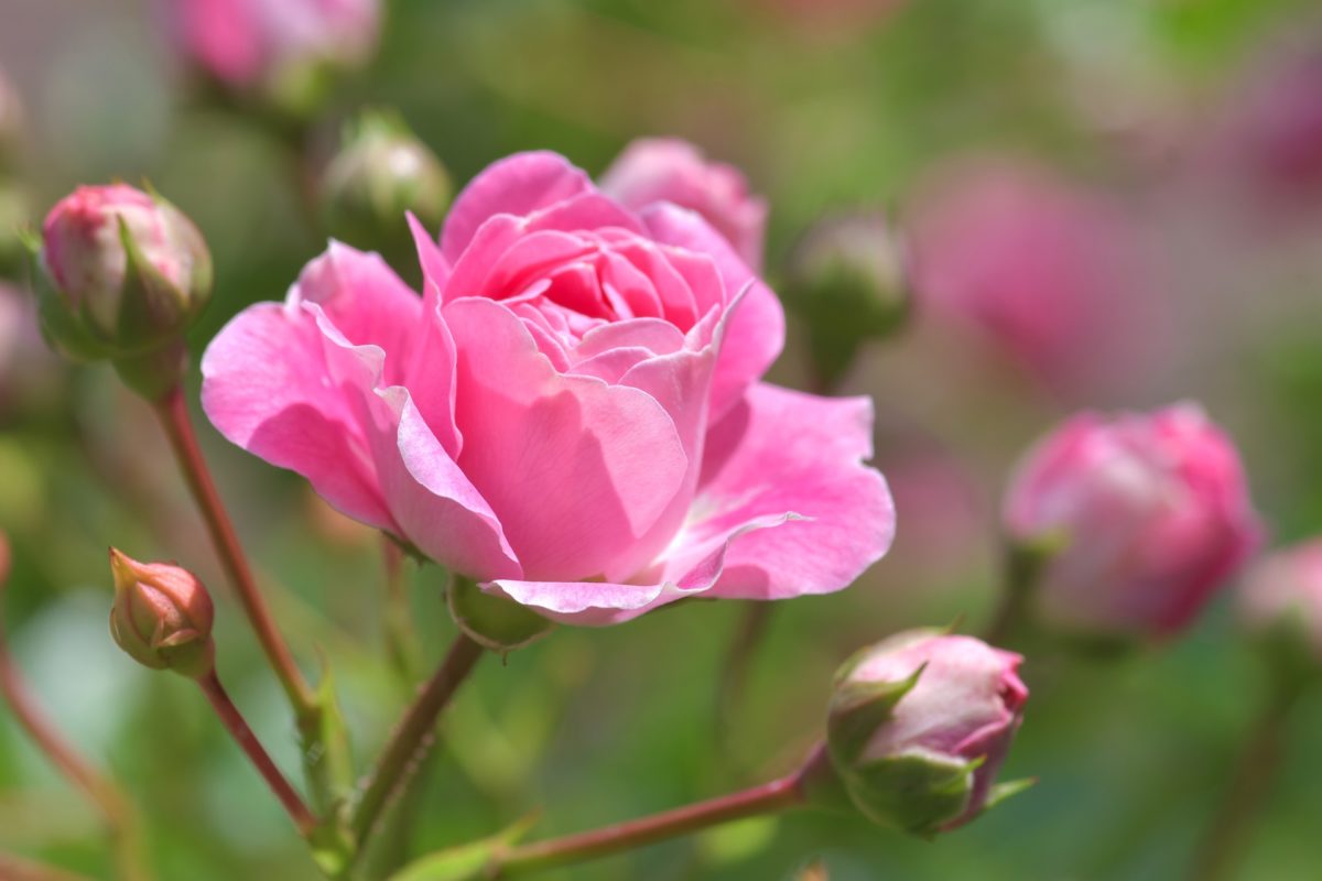 Rose Pink Im Garten