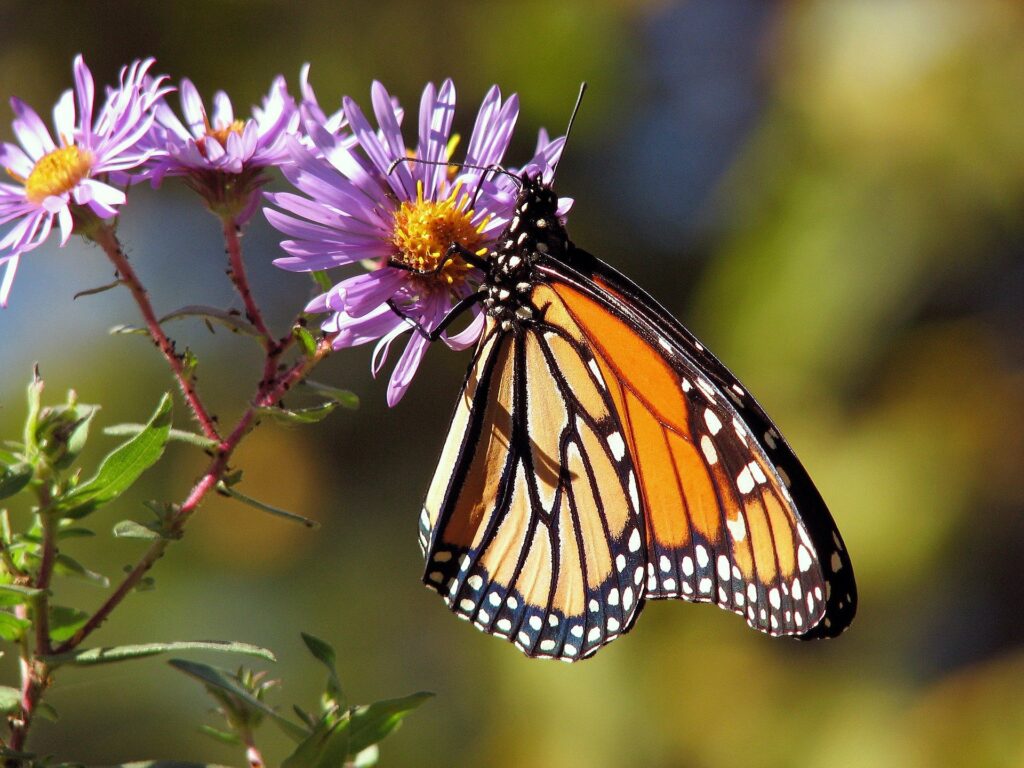 Schmetterling auf Aster