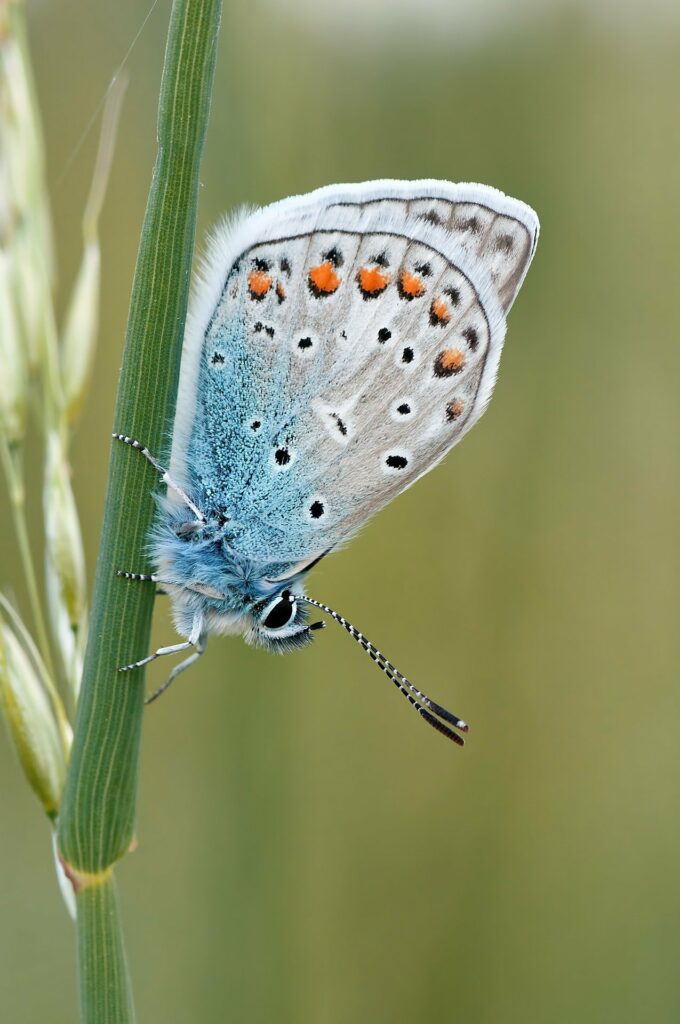 Schmetterling auf Hafergras