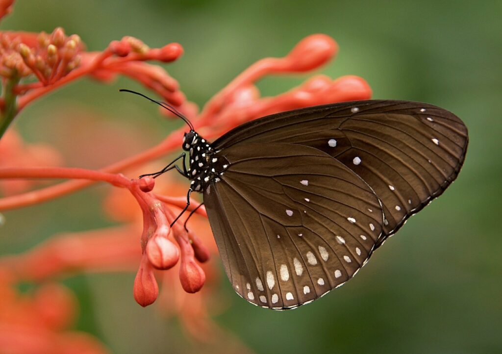 Schmetterling auf hübschen Knospen im Herbst