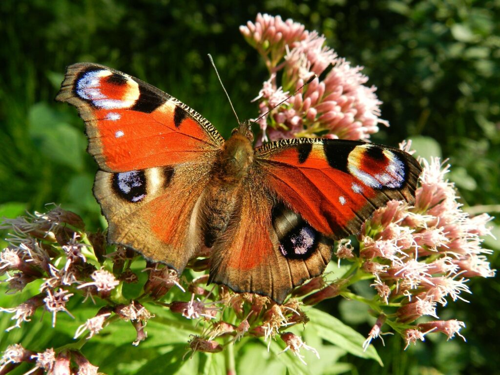 Schmetterling Pfauenauge auf Sedum Fetthenne