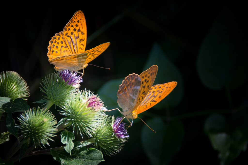 Schmetterlinge auf Distelblüten