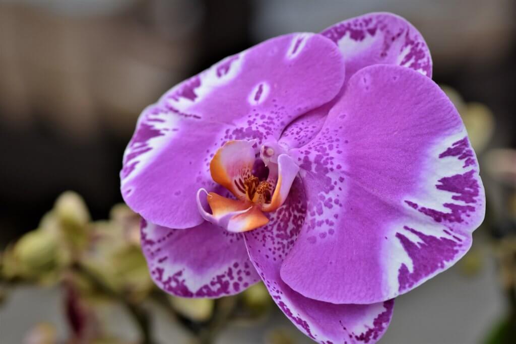 Schmetterlings Orchidee Violette Maserung