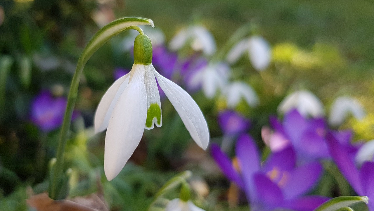 Schneeglöckchen und Krokus