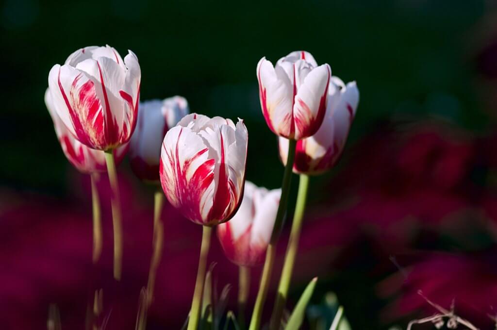 Weiss Rot Geflammte Tulpen