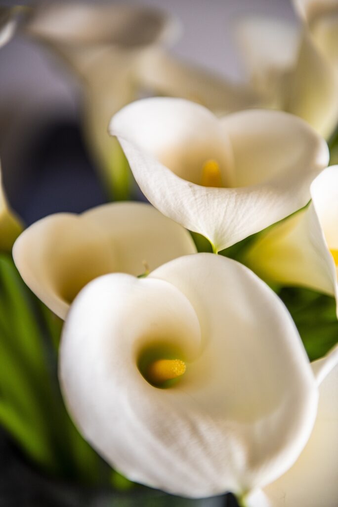 weiße Calla Blüten