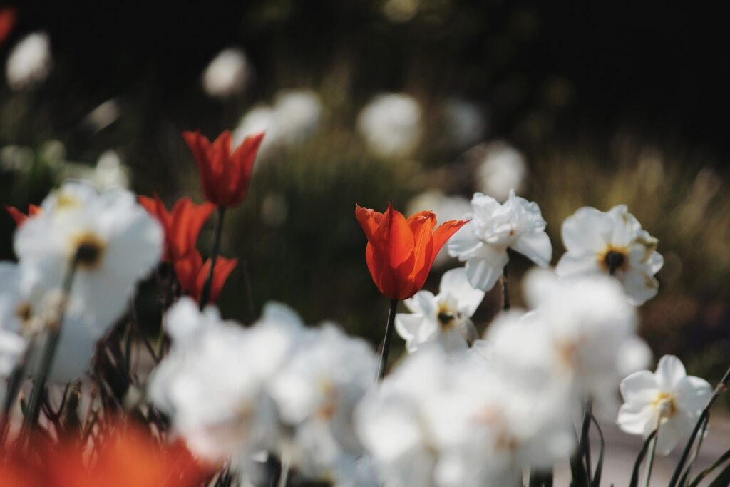 weiße Narzissen und rote Tulpen im Garten
