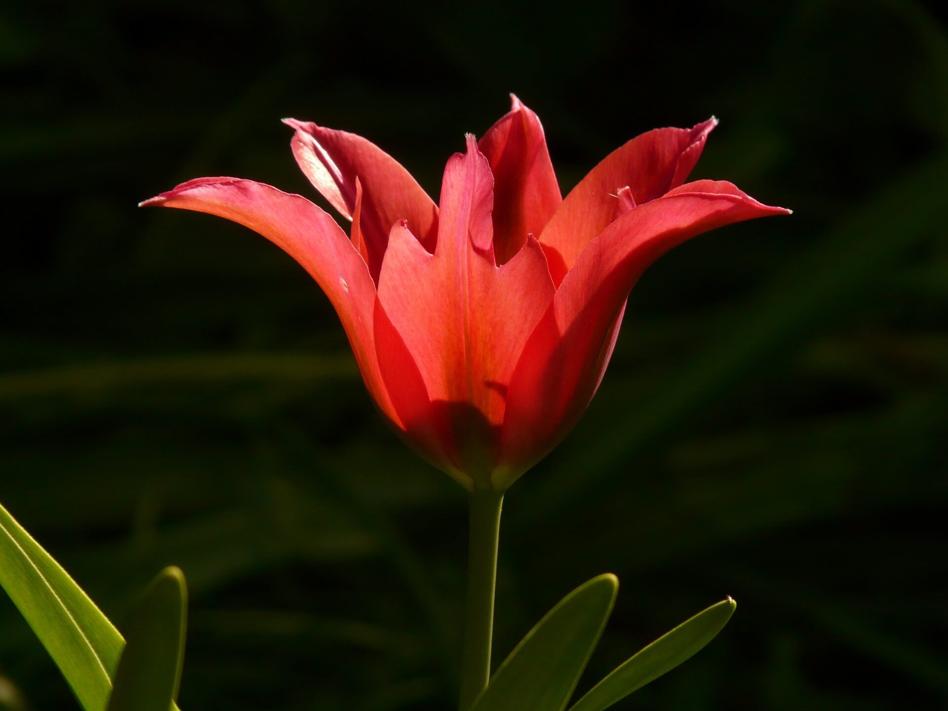 Tulpe blüht auf: Wow-Effekt